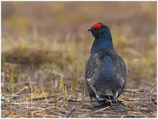 Teeri