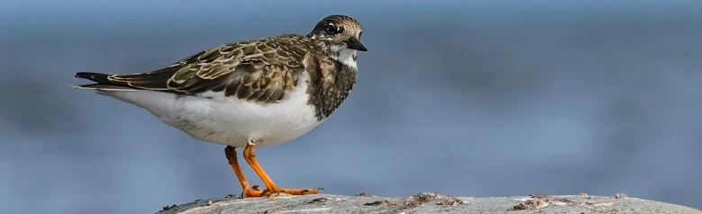 Karikukko