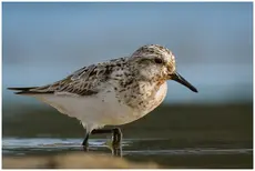 Pulmussirri