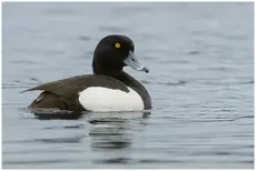 Tukkasotka