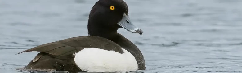 Tukkasorsa tuijottaa keltaisilla silmillään suoraan kameraan.