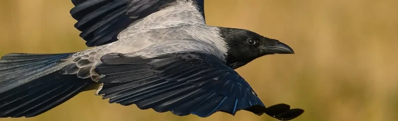 Varis. Lentäminen, taustalla ruoho. Lintu on enimmäkseen harmaa, mutta sillä on mustat siivet, kasvot ja rinta.