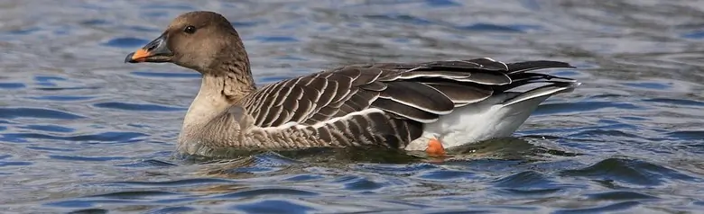 Metsähanhi. Veden päällä makaaminen. Jalat ovat oranssit, samoin nokka, jossa on myös mustia merkkejä.