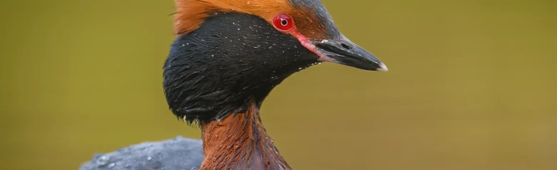 Mustakurkku-uikku. Oranssit koristehöyhenet päässä, musta kaulus ja täysin punaiset silmät.