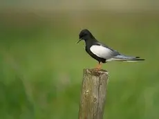Valkosiipitiira