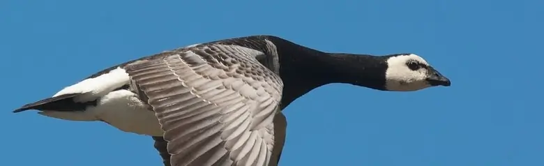 Lentävä merihanhi, jolla on selvästi erottuvat mustavalkoiset värit. Siivet osoittavat alaspäin.