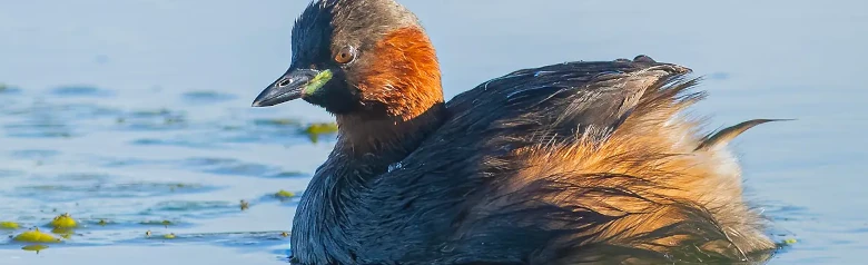 Pikku-uikku. Lintu on tumma, ja sen suun kulmissa on selviä keltaisia täpliä. Siitä puuttuu muiden isokarvaisten harmaakurkkujen päähöyhenet.