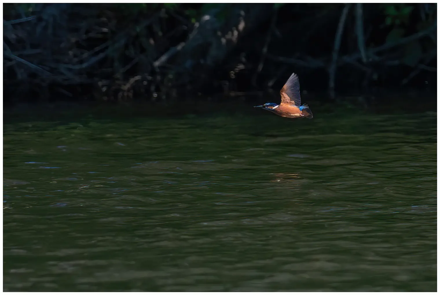 Kuningaskalastaja