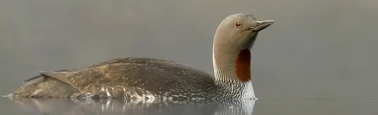 Kaakkuri. Punaruskea alue kurkussa ja mustavalkoraidallinen niska.