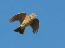 Kiuru