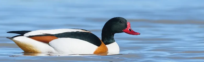 Ristisorsa. Suuri ankka, jolla on punainen nokka ja musta pää. Ruskeat merkit muuten mustavalkoisessa linnussa.