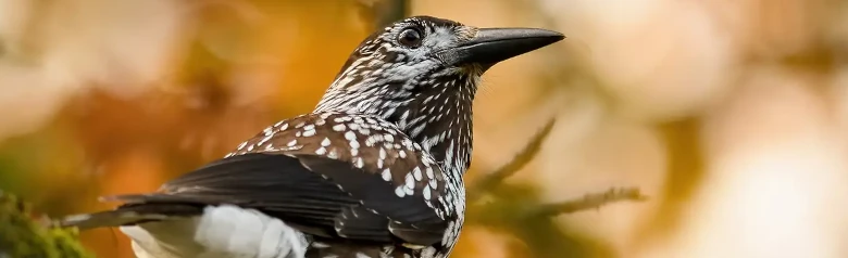 Pähkinähakki. Ruskea ja kirjava, ja siinä on lukuisia vaaleita täpliä. Runko on tummanruskea ja siivet sinimustat.