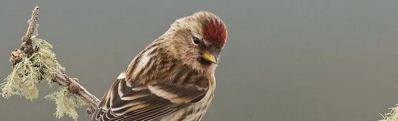 Ruskourpiainen. Istuu sammaloituneella oksalla. Takaa katsottuna. Selvä punainen täplä otsassa.