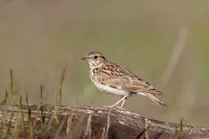Kangaskiuru