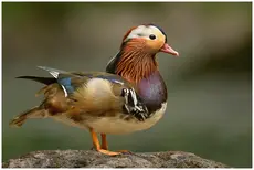 Mandariinisorsa