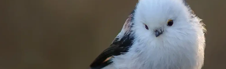 Pyrstötiainen. Istuu oksalla, jonka päällä on huurre. Valkoinen pää ja rintakehä, selkä punamustakuvioinen.