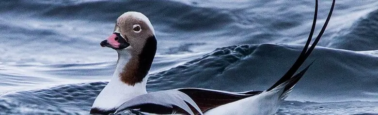 Kaulushaahka makaa vedessä aallonhuippujen ympäröimänä tuulisena päivänä.