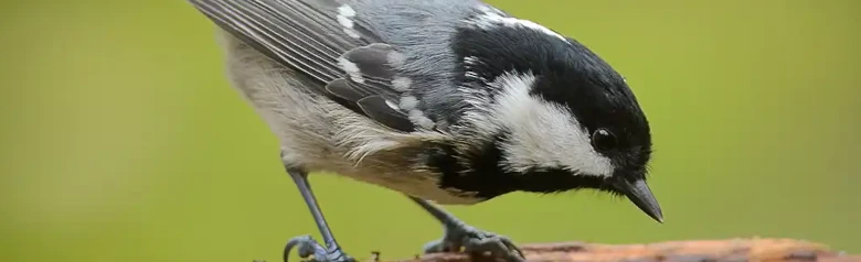 Kuusitiainen. Istuu oksalla. Pieni, pullea lintu, jolla on harmaa selkä, beige alapuoli ja pitkä valkoinen niskatäplä mustassa hupussa.