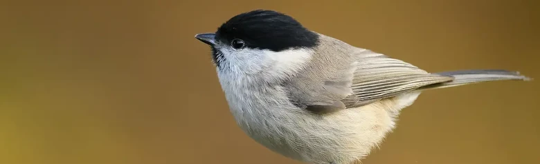 Viitatiainen. Istuu oksan kärjessä, täysin epäselvä tausta. Pieni harmaanruskea lintu, jolla on kiiltävä musta lakki ja musta rintalappu.