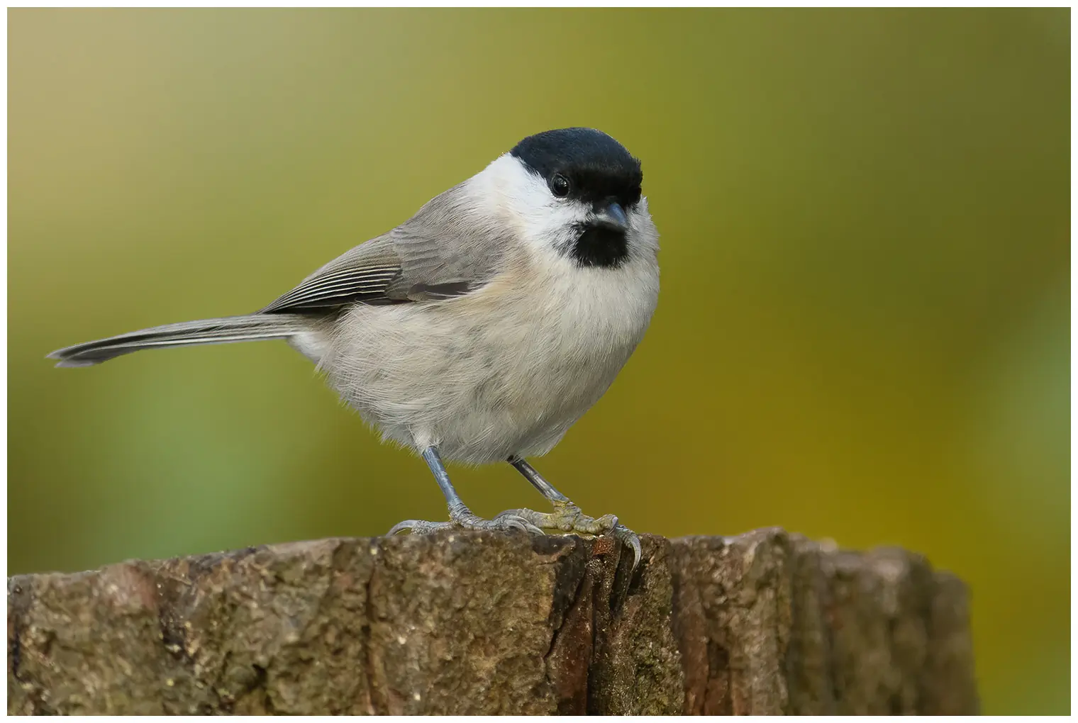Viitatiainen