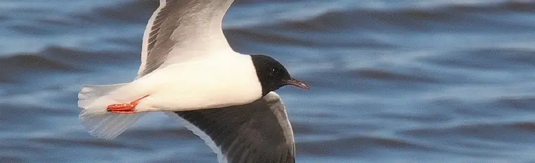 Pikkulokki. Maailman pienin lokki. Huppu ulottuu kaulaan asti. Siipien alapuoli on kiinteä, harmaanmusta.