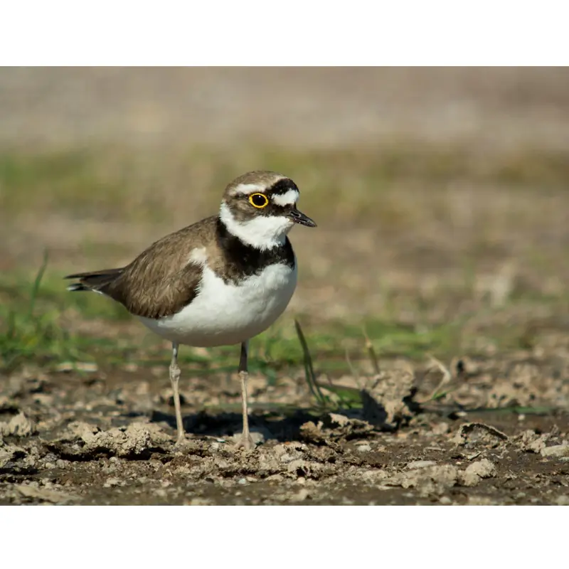 Pikkutylli (lintupilli)