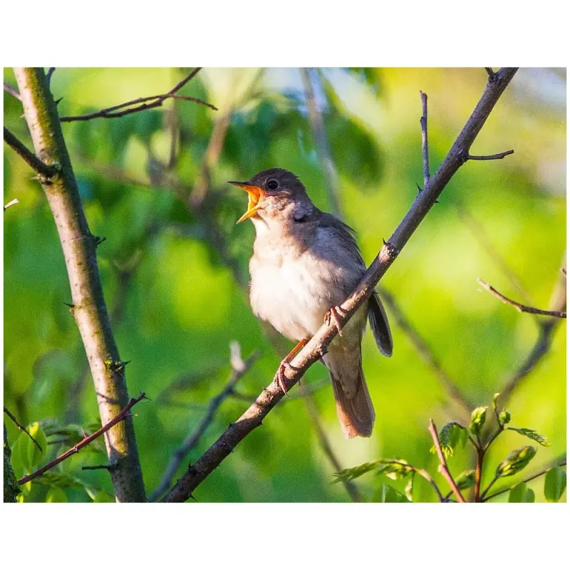 Satakieli (lintupilli)