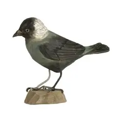 Naakka (puu)