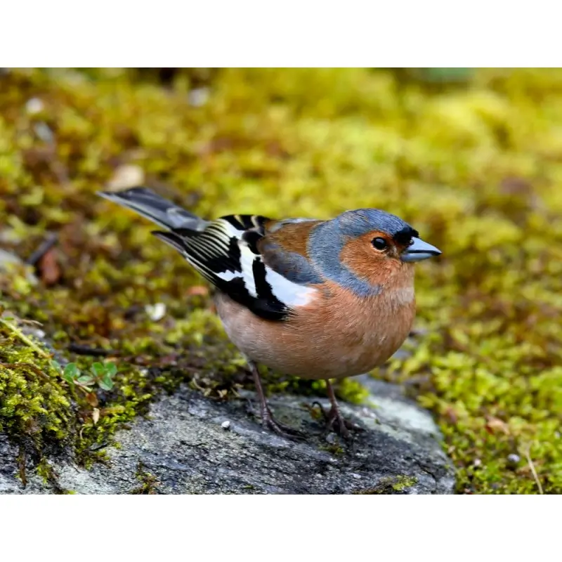 Peippo (lintupilli)