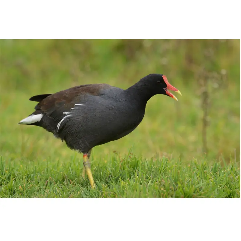 Liejukana (lintupilli)