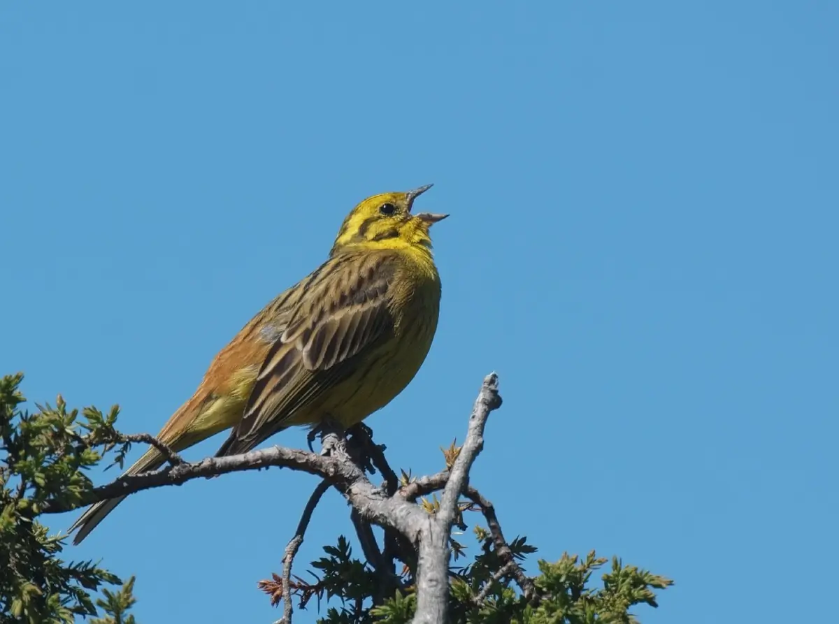 Keltasirkku (lintupilli)