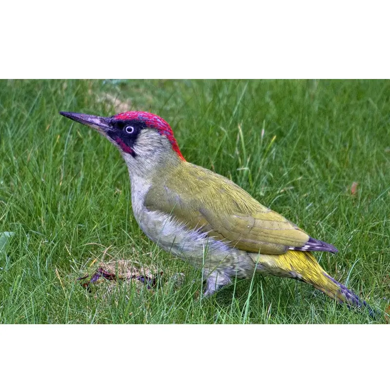 Vihertikka (lintupilli)